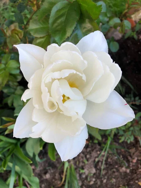 Belle Tulipe Blanche Dans Jardin Été — Photo