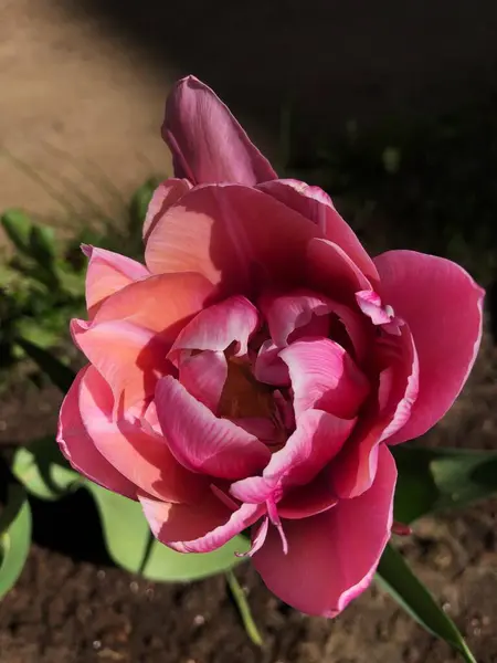 Belle Tulipe Rose Dans Jardin Été — Photo