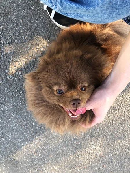 Mignon Petit Chien Brun Dans Rue — Photo