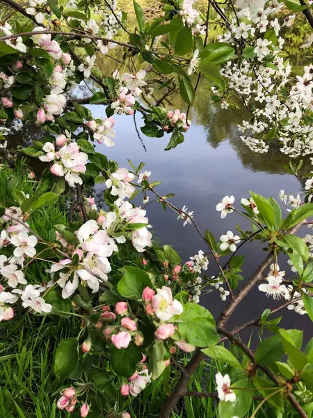 Árvore Com Belas Flores Rosa Jardim — Fotografia de Stock