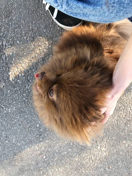Anjing Coklat Kecil Yang Lucu Jalan — Stok Foto