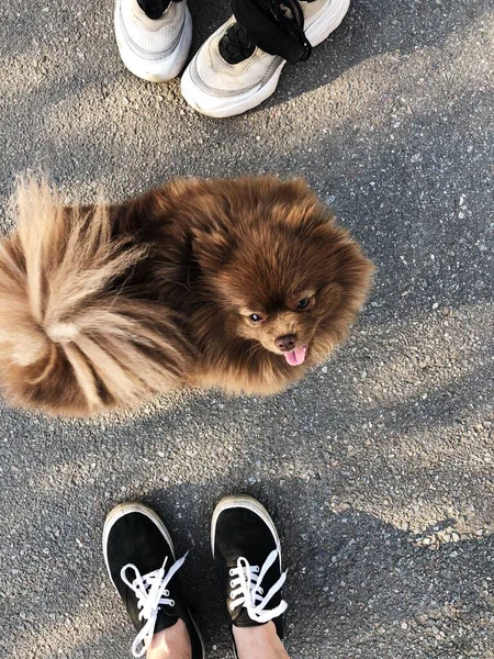 かわいい茶色の犬が通りにいる — ストック写真