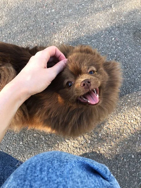 Mignon Petit Chien Brun Dans Rue — Photo