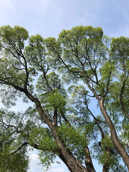 Belas Árvores Contra Vista Azul Céu — Fotografia de Stock