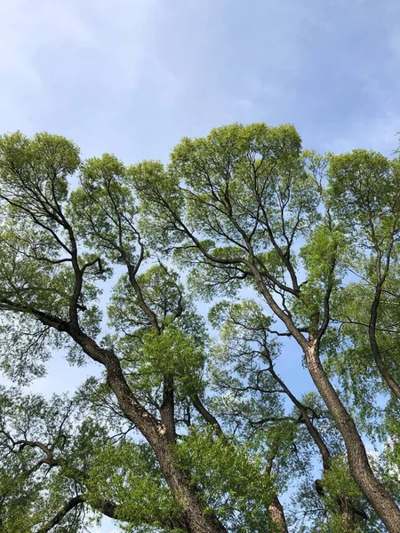 Belas Árvores Contra Vista Azul Céu — Fotografia de Stock