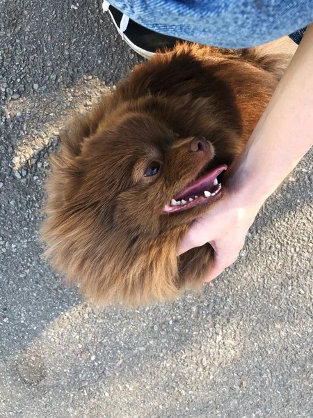 Niedlicher Kleiner Brauner Hund Auf Der Straße — Stockfoto