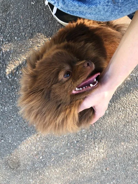 かわいい茶色の犬が通りにいる — ストック写真