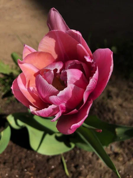 Schöne Rosa Tulpe Sommergarten — Stockfoto