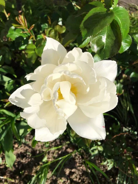 Beautiful White Tulip Summer Garden — Stock Photo, Image