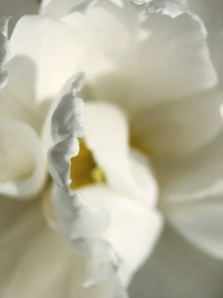 Belle Tulipe Blanche Dans Jardin Été — Photo