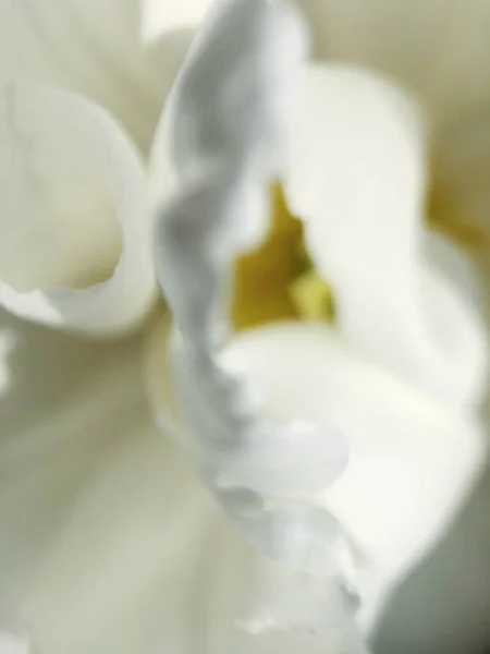 Mooie Witte Tulp Zomertuin — Stockfoto