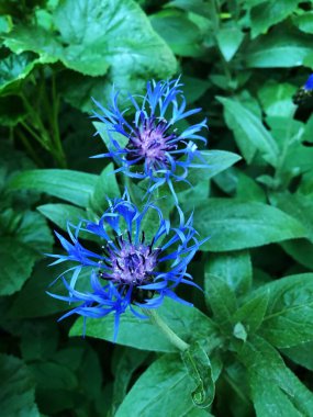 Bahçedeki makroda güzel mavi çiçekler