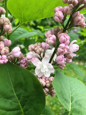 Yaz bahçesinde güzel pembe leylak 