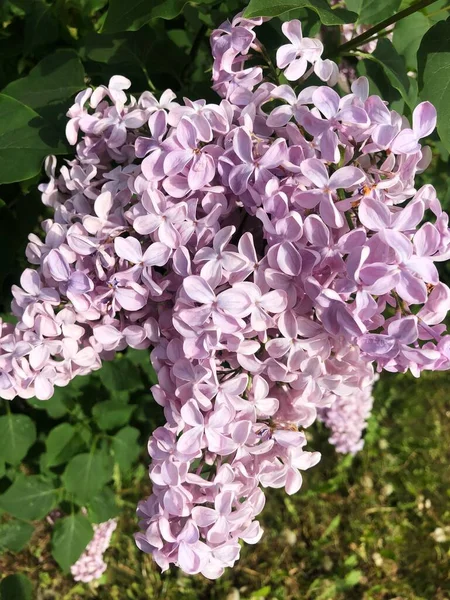 Belo Lilás Roxo Jardim Verão — Fotografia de Stock