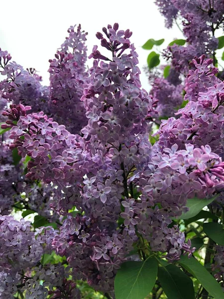 夏の庭で美しい紫色のライラック — ストック写真