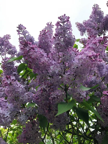 Beau Lilas Violet Dans Jardin Été — Photo