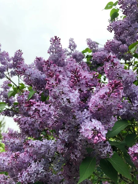 Belo Lilás Roxo Jardim Verão — Fotografia de Stock