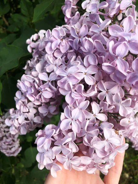 Beau Lilas Violet Dans Jardin Été — Photo