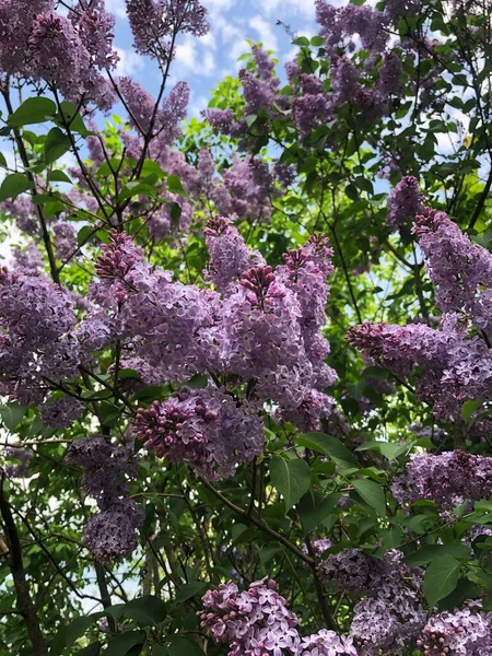 Belo Lilás Roxo Jardim Verão — Fotografia de Stock