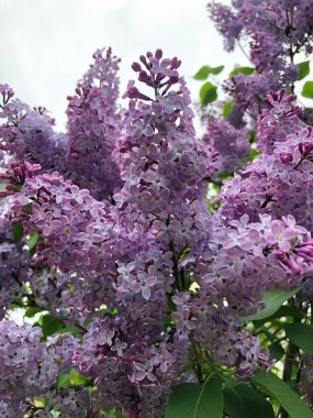 Yaz bahçesinde güzel mor leylak