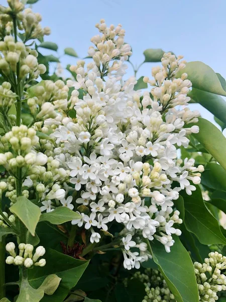Beautiful White Lilac Summer Garden — Stock Photo, Image
