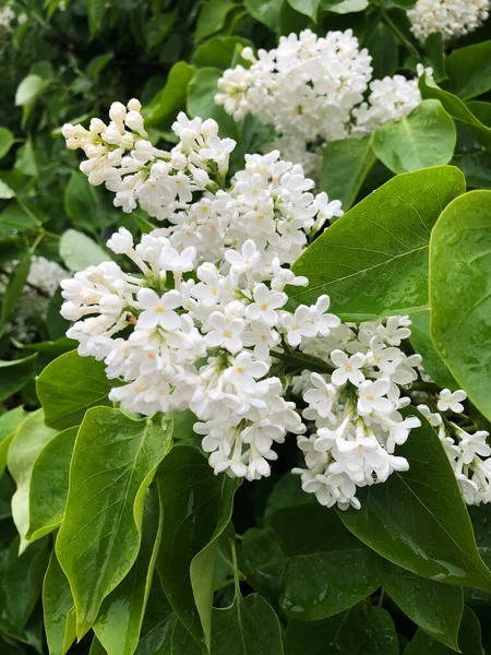 Beautiful White Lilac Summer Garden — Stock Photo, Image