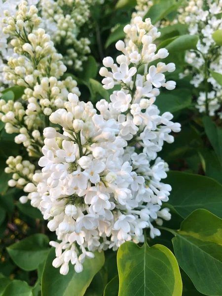 Beau Lilas Blanc Dans Jardin Été — Photo