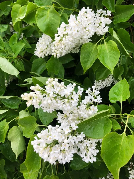 Belo Lilás Branco Jardim Verão — Fotografia de Stock