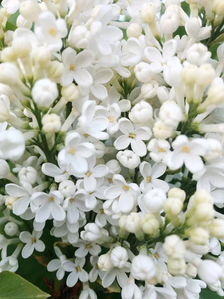 Όμορφη Λευκή Πασχαλιά Στον Καλοκαιρινό Κήπο — Φωτογραφία Αρχείου
