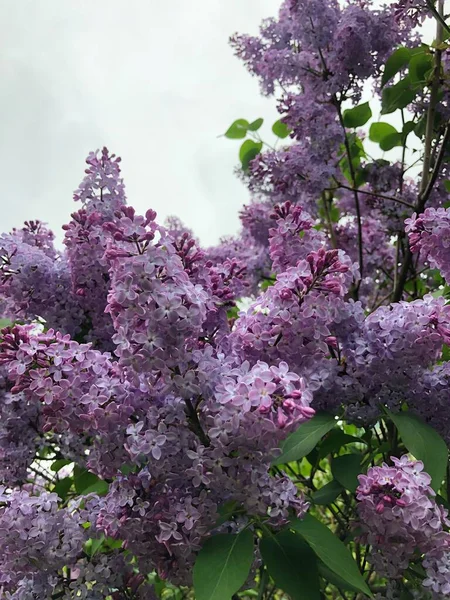 Beau Lilas Violet Dans Jardin Été — Photo