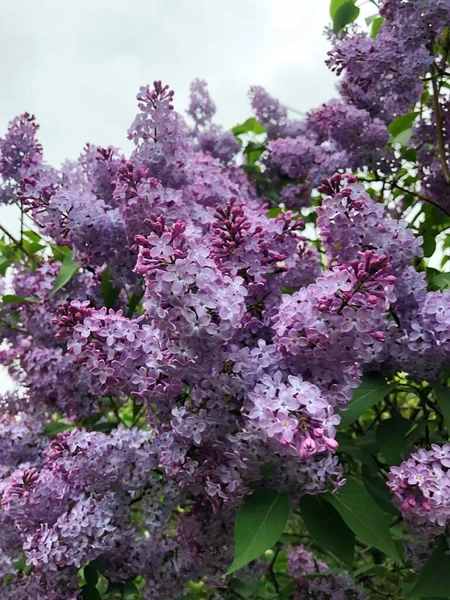 Beau Lilas Violet Dans Jardin Été — Photo