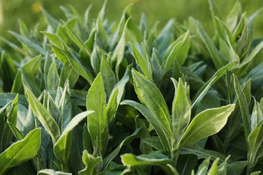 Bahçe manzaralı güzel yeşil bitki 