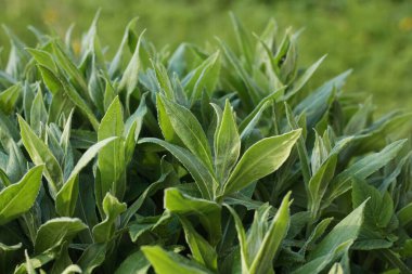 Bahçe manzaralı güzel yeşil bitki 