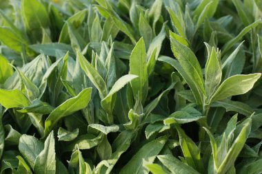 Bahçe manzaralı güzel yeşil bitki 