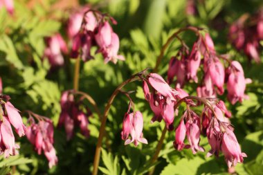 Güzel çiçekler bahçede mor çanlar