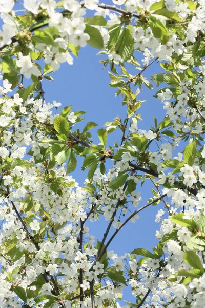 Drzewo Pięknymi Białymi Kwiatami Ogrodzie — Zdjęcie stockowe