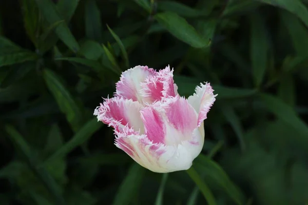 Piękny Różowy Biały Tulip Ogrodzie Letnim — Zdjęcie stockowe