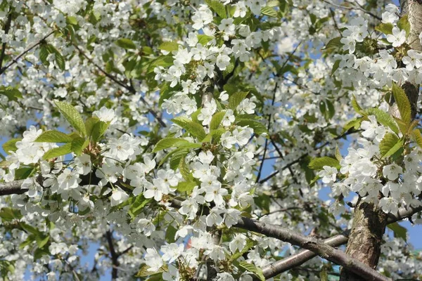 Árbol Con Hermosas Flores Blancas Jardín — Foto de Stock