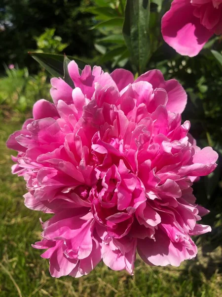 Belle Pivoine Rose Dans Jardin Été — Photo
