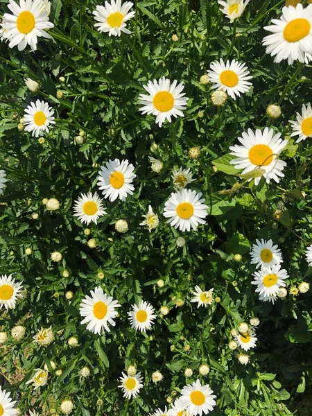 Yaz Bahçesinde Güzel Beyaz Papatyalar — Stok fotoğraf