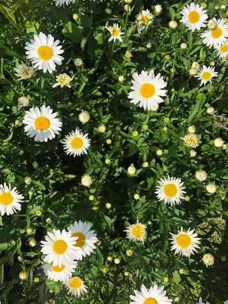 Όμορφες Λευκές Μαργαρίτες Στον Καλοκαιρινό Κήπο — Φωτογραφία Αρχείου
