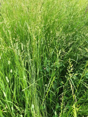 Yeşil çimenler güzel bir tarla manzarasında 