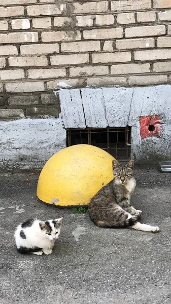 猫和小猫在街上 — 图库照片