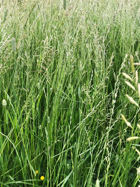 Hierba Verde Una Hermosa Vista Del Campo — Foto de Stock