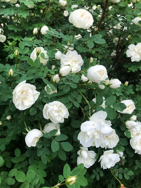 Sokakta beyaz gülleri olan güzel çalılar.