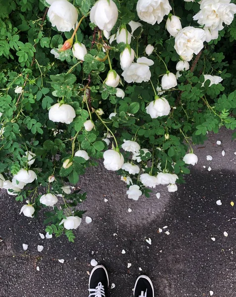 Beau Buisson Avec Des Roses Blanches Dans Rue — Photo