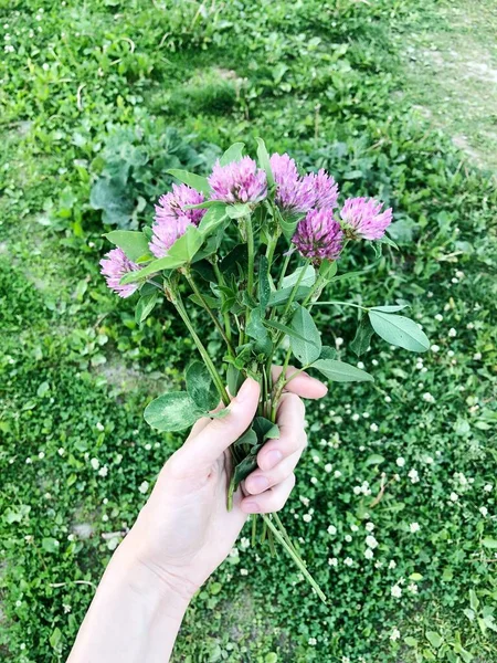 手でクローバーの花束を閉じる — ストック写真