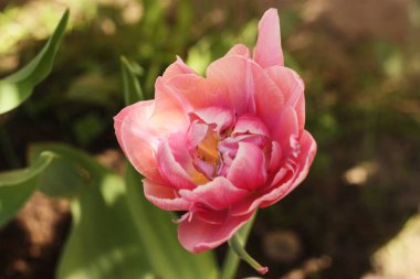 Güzel pembe lale yaz bahçesinde