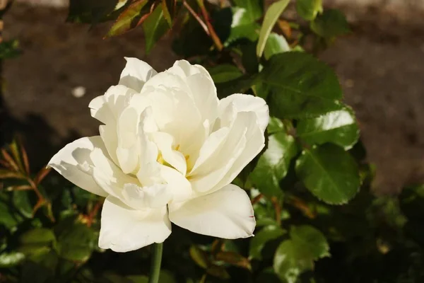 Όμορφη Λευκή Τουλίπα Στον Καλοκαιρινό Κήπο — Φωτογραφία Αρχείου