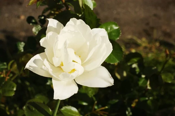 Beautiful White Tulip Summer Garden — Stock Photo, Image